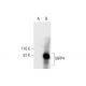 MPP4 Antibody (C-7) - Western Blotting - Image 295897 