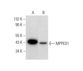 MPPED1 Antibody (D-2) - Western Blotting - Image 312020 