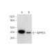 MPPED1 Antibody (D-2) - Western Blotting - Image 312020 