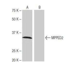 MPPED2 Antibody (NQ-A35) - Western Blotting - Image 65004
