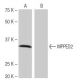MPPED2 Antibody (NQ-A35) - Western Blotting - Image 65004