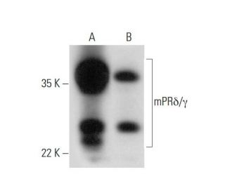 mPR&delta;/&gamma; Antibody (B-8) - Western Blotting - Image 318028 