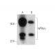 mPRδ/γ Antibody (B-8) - Western Blotting - Image 318028 