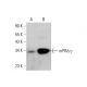 mPRδ/γ Antibody (B-8) - Western Blotting - Image 384315