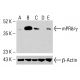 mPRδ/γ Antibody (B-8) - Western Blotting - Image 415632