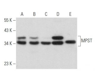 MPST Antibody (D-8) - Western Blotting - Image 356901 