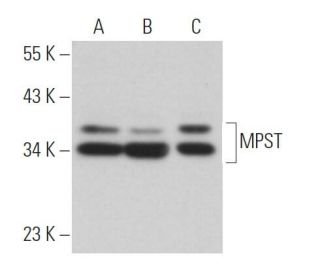 MPST Antibody (D-8) - Western Blotting - Image 363599