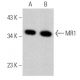 MR1 Antibody (B-3) - Western Blotting - Image 367069
