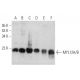 western blotting image from recommended MYL12A/B (A-10) monoclonal antibody replacement. Image 356595