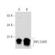 MYL12A/B Antibody (G-5) - Western Blotting - Image 157708