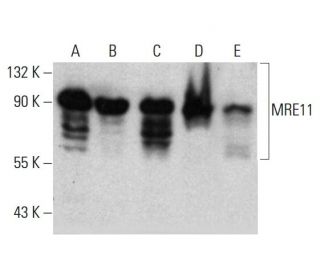 western blotting image from recommended MRE11 (18) monoclonal antibody replacement. Image 385767