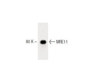 MRE11 Antibody (18) - Western Blotting - Image 60366 