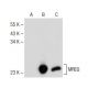 MREG Antibody (E-4) - Western Blotting - Image 149497