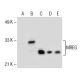MREG Antibody (E-4) - Western Blotting - Image 154876 