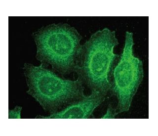 MREG Antibody (F-3) - Immunofluorescence - Image 149367 