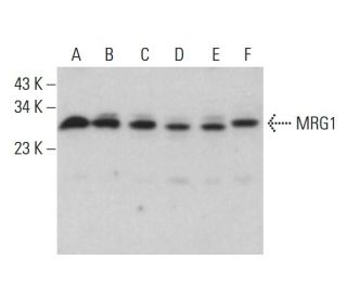 MRG1 Antibody (JA22) - Western Blotting - Image 383982The Double Nickase Plasmid features a U6 promoter for sgRNA expression, a 20 nt targeting sequence, and a gRNA scaffold to guide Cas9n. It includes a CBh promoter for Cas9n (D10A) and puromycin resistance, GFP for transfection verification, and nuclear localization signals (NLS). The 2A peptide allows co-expression of Cas9n and Puro from a single promoter, enabling precise genome editing with reduced off-target effects.