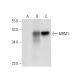 MRM1 Antibody (E-12) - Western Blotting - Image 319291