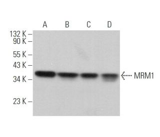 MRM1 Antibody (E-12) - Western Blotting - Image 375977 
