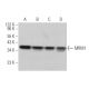 MRM1 Antibody (E-12) - Western Blotting - Image 375977 
