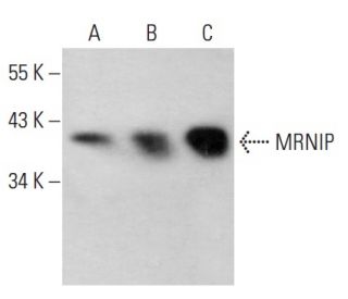 MRNIP Antibody (H-11) - Western Blotting - Image 372809 