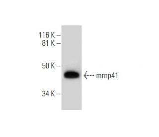 mrnp41 Antibody (A-12) - Western Blotting - Image 291979 