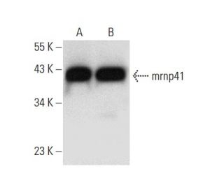 mrnp41 Antibody (A-9) - Western Blotting - Image 296941 
