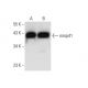 mrnp41 Antibody (A-9) - Western Blotting - Image 296941 