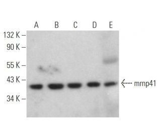 mrnp41 Antibody (A-9) - Western Blotting - Image 367628 