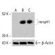 mrnp41 Antibody (A-9) - Western Blotting - Image 415379