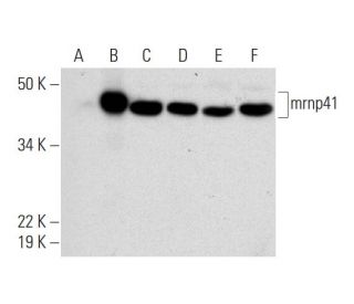 mrnp41 Antibody (H-3) - Western Blotting - Image 293085 