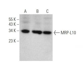 MRP-L10 Antibody (E-9) - Western Blotting - Image 372455 