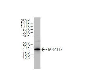 MRP-L12 Antibody (397.1) - Western Blotting - Image 34212 