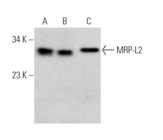 MRP-L2 Antibody (D-11) - Western Blotting - Image 369949 