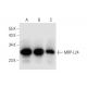 MRP-L24 Antibody (B-6) - Western Blotting - Image 299023 