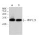 MRP-L24 Antibody (B-6) - Western Blotting - Image 369840 