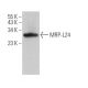 MRP-L24 Antibody (B-6) - Western Blotting - Image 369846