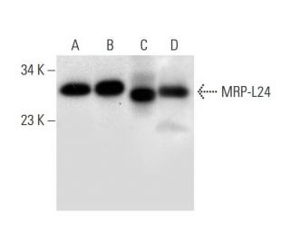 MRP-L24 Antibody (B-8) - Western Blotting - Image 299022 