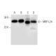MRP-L24 Antibody (B-8) - Western Blotting - Image 299022 