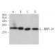 MRP-L24 Antibody (B-8) - Western Blotting - Image 369838 