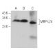 MRP-L24 Antibody (B-8) - Western Blotting - Image 369845