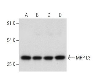 MRP-L3 Antibody (B-3) - Western Blotting - Image 318376 