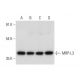MRP-L3 Antibody (B-3) - Western Blotting - Image 318376 