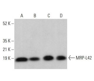 MRP-L42 Antibody (H-8) - Western Blotting - Image 376494 