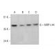 MRP-L44 Antibody (E-7) - Western Blotting - Image 348631