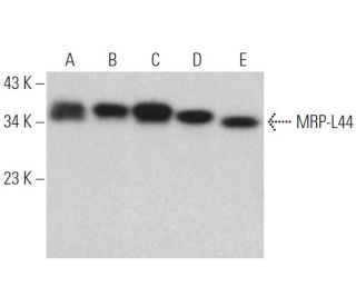 MRP-L44 Antibody (E-7) - Western Blotting - Image 373450 
