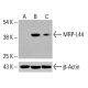 MRP-L44 Antibody (E-7): sc-515489. Western blot analysis of MRP-L44 expression in untreated HeLa (A), chemically-treated HeLa (B) and HCT-116 (C) whole cell lysates. Detection reagent used: m-IgG<sub>3</sub> BP-HRP: sc-533670. β-Actin (C4): sc-47778 used as loading control. Detection reagent used: m-IgG Fc BP-HRP: sc-525409. MRP-L44 Antibody (E-7) - Western Blotting - Image 416017