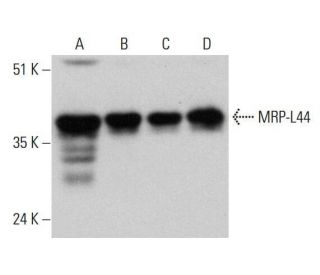 MRP-L44 Antibody (G-12) - Western Blotting - Image 348612 