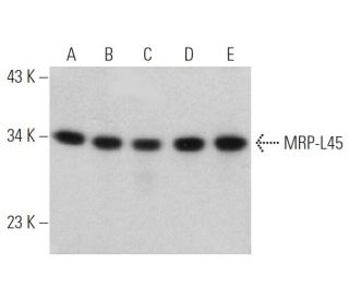 MRP-L45 Antibody (E-12) - Western Blotting - Image 368613 