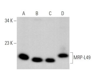MRP-L49 Antibody (G-11) - Western Blotting - Image 375945 