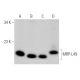 MRP-L49 Antibody (G-11) - Western Blotting - Image 375945 
